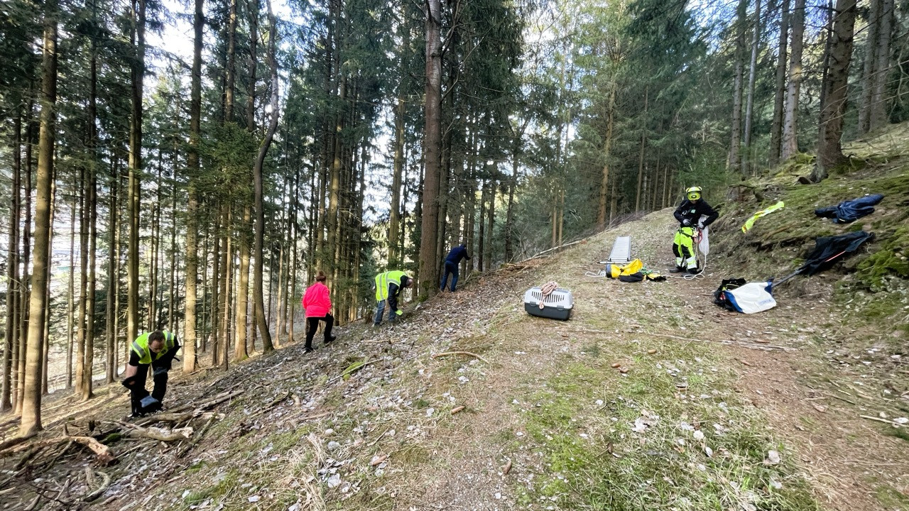 019/24 - KT - Katze auf Baum