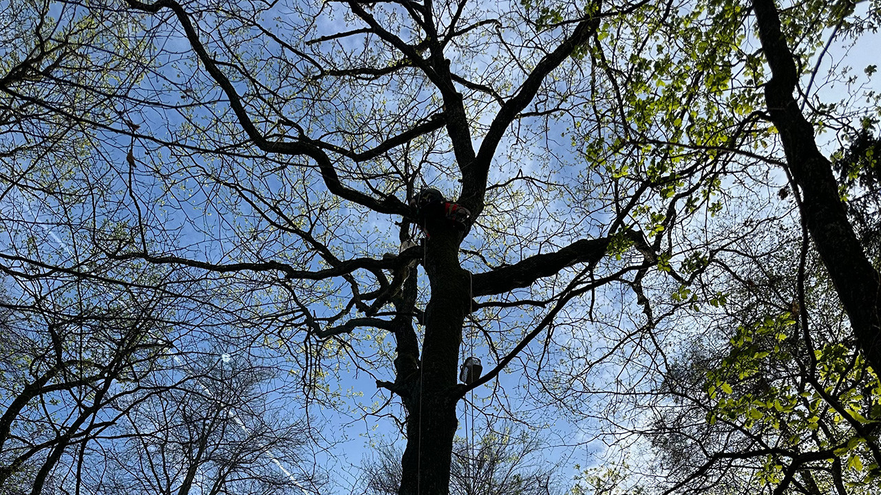 027/24 - TK HÖR - Katze auf Baum