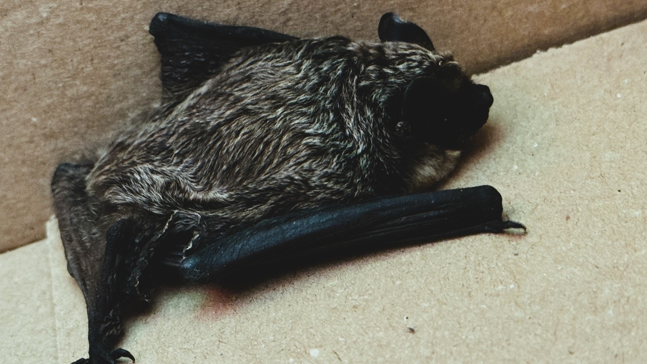 030/24 - WV - verletzte Fledermaus