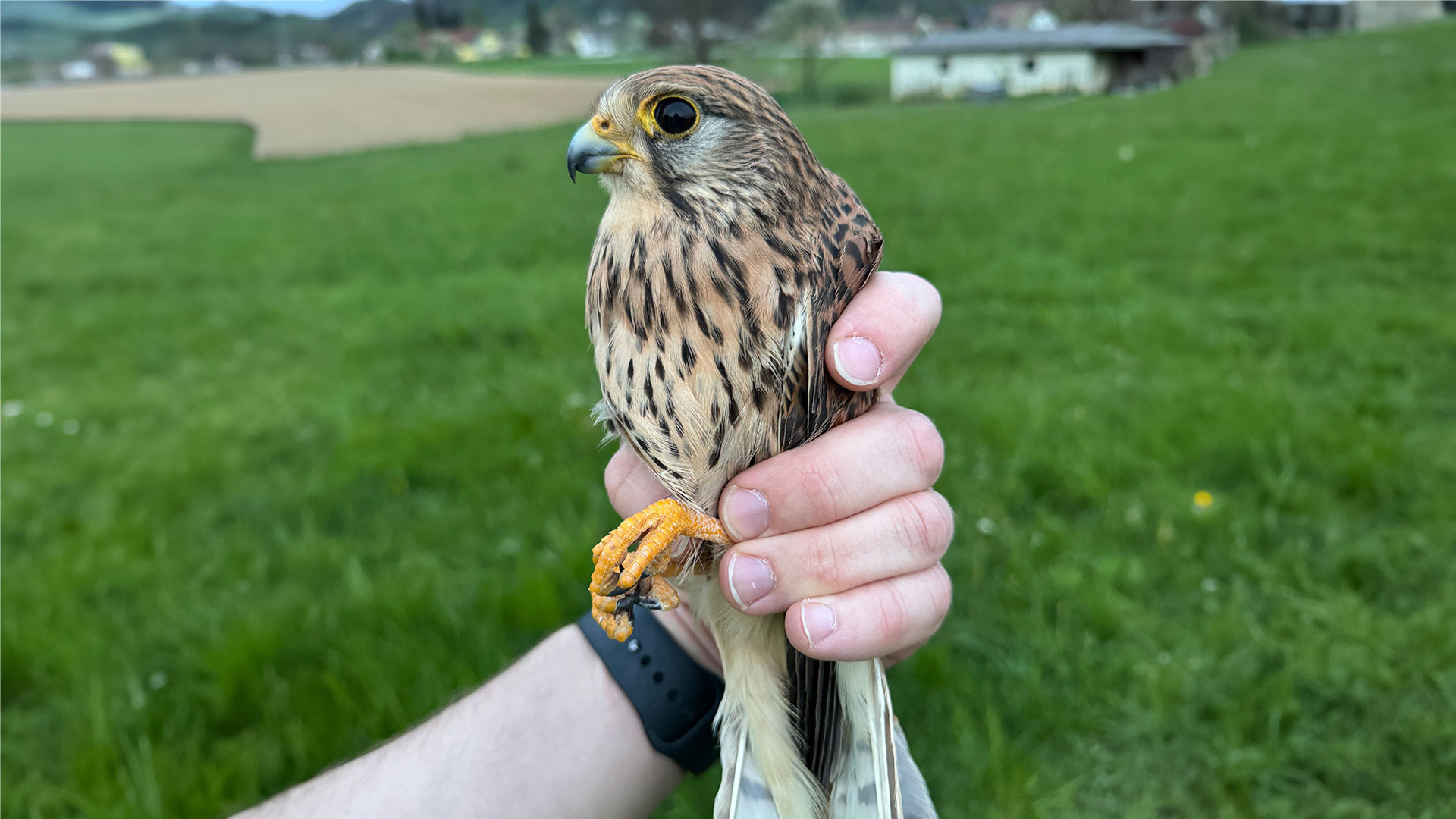 031/24 - WV - flugunfähiger Turmfalke