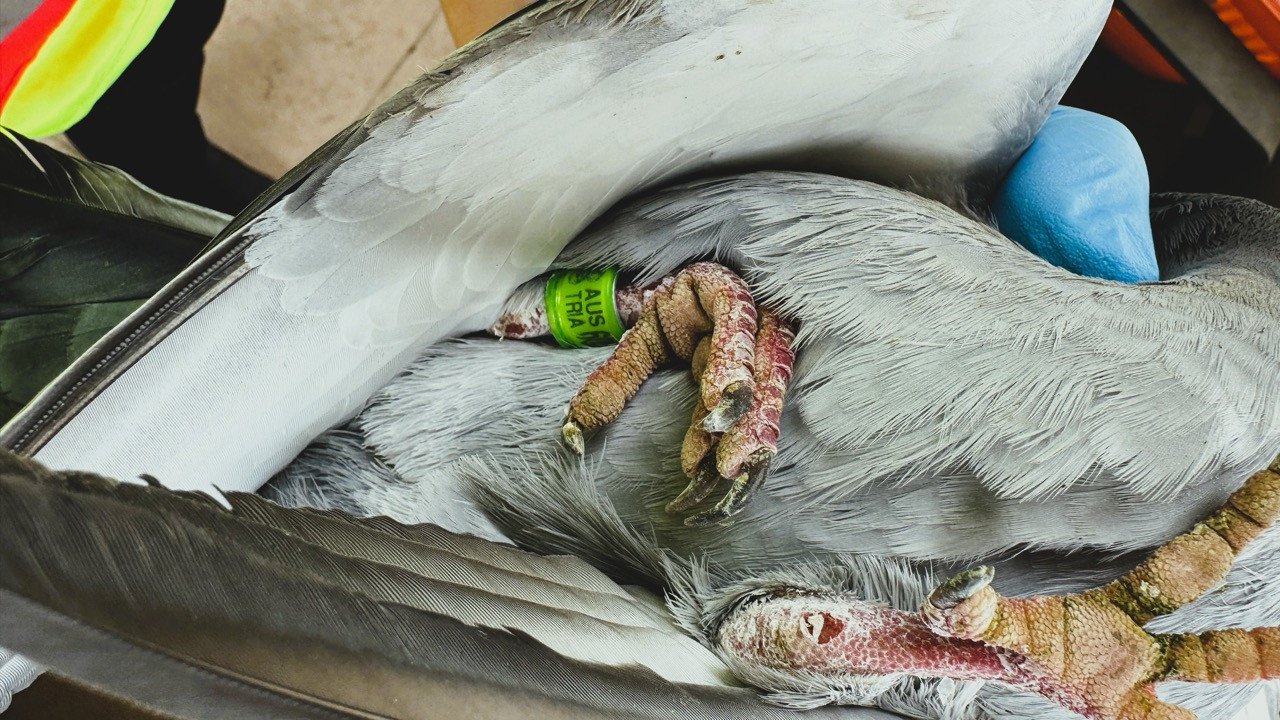 032/24 - WV - Brieftaube auf Abwegen