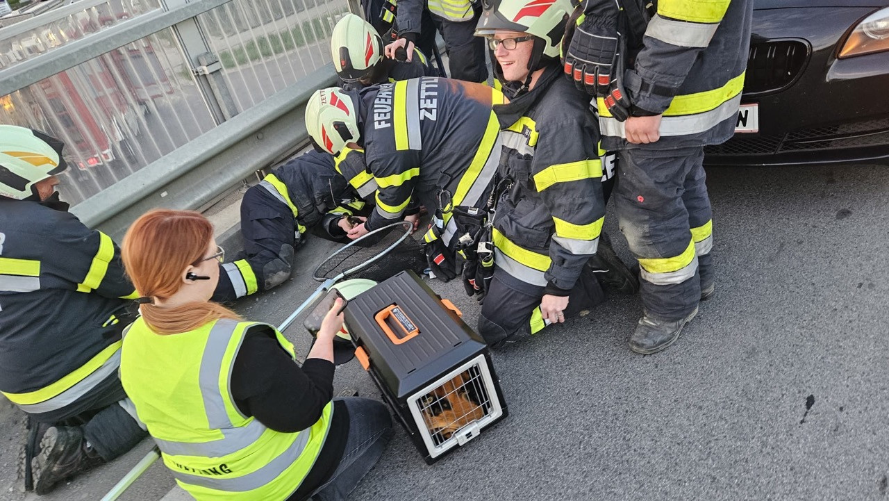 044/24 - TW - Entenküken im Kanal