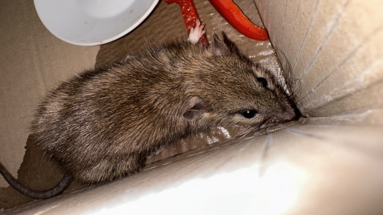 045/24 - WV - Ratte mitten in Graz