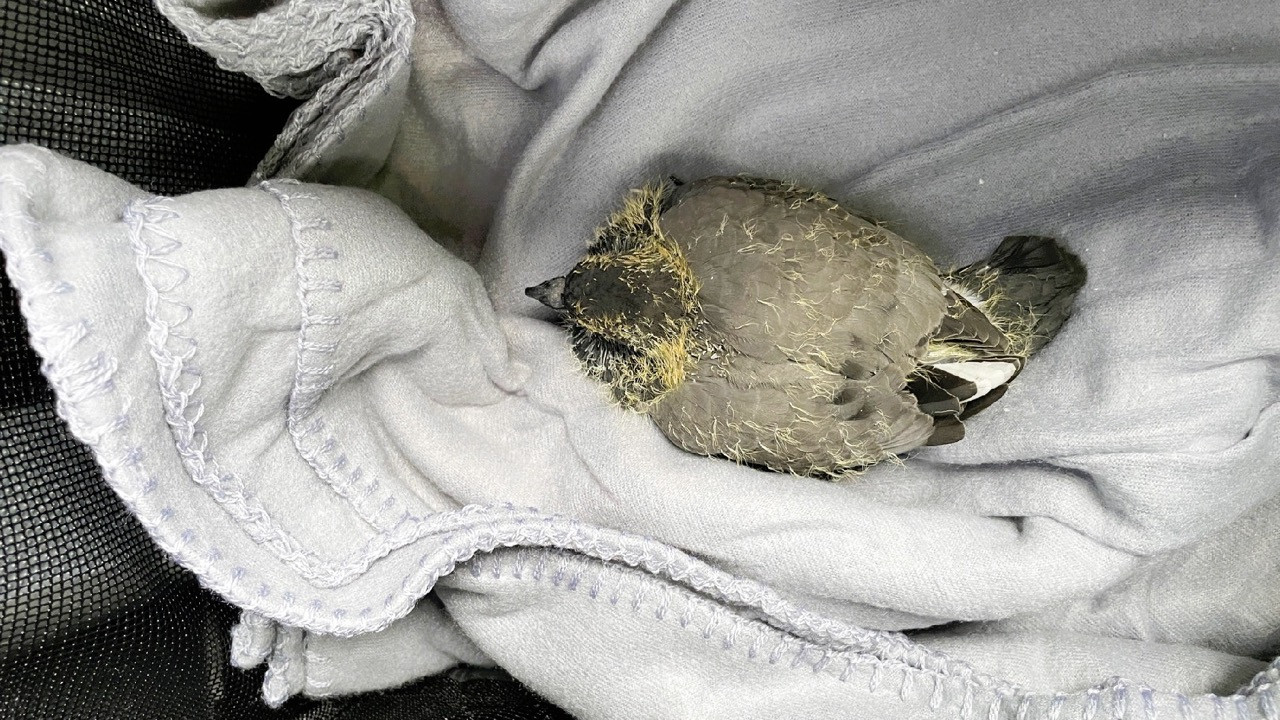 053/24 - WT - Taubenküken ohne Mutter