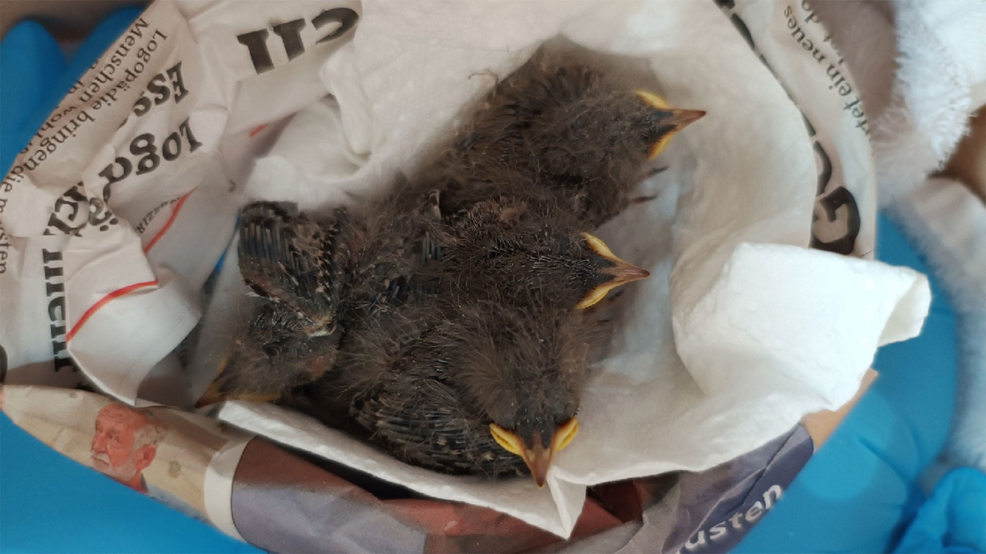 068/24 - WV - 4 Küken vor der Haustüre 🐣🏠