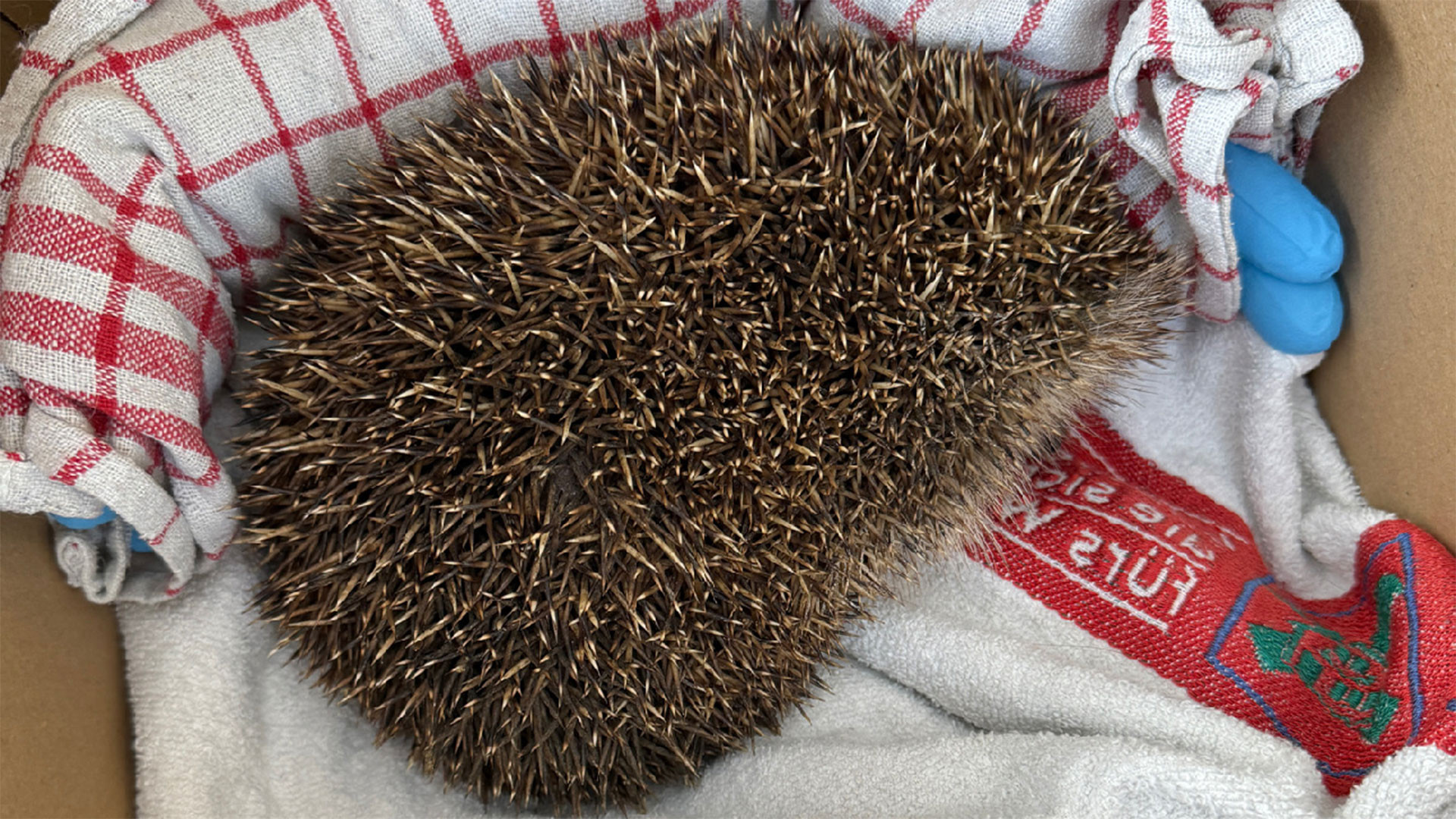 075/24 - WV - Igel humpelt über Straße 🦔🤕