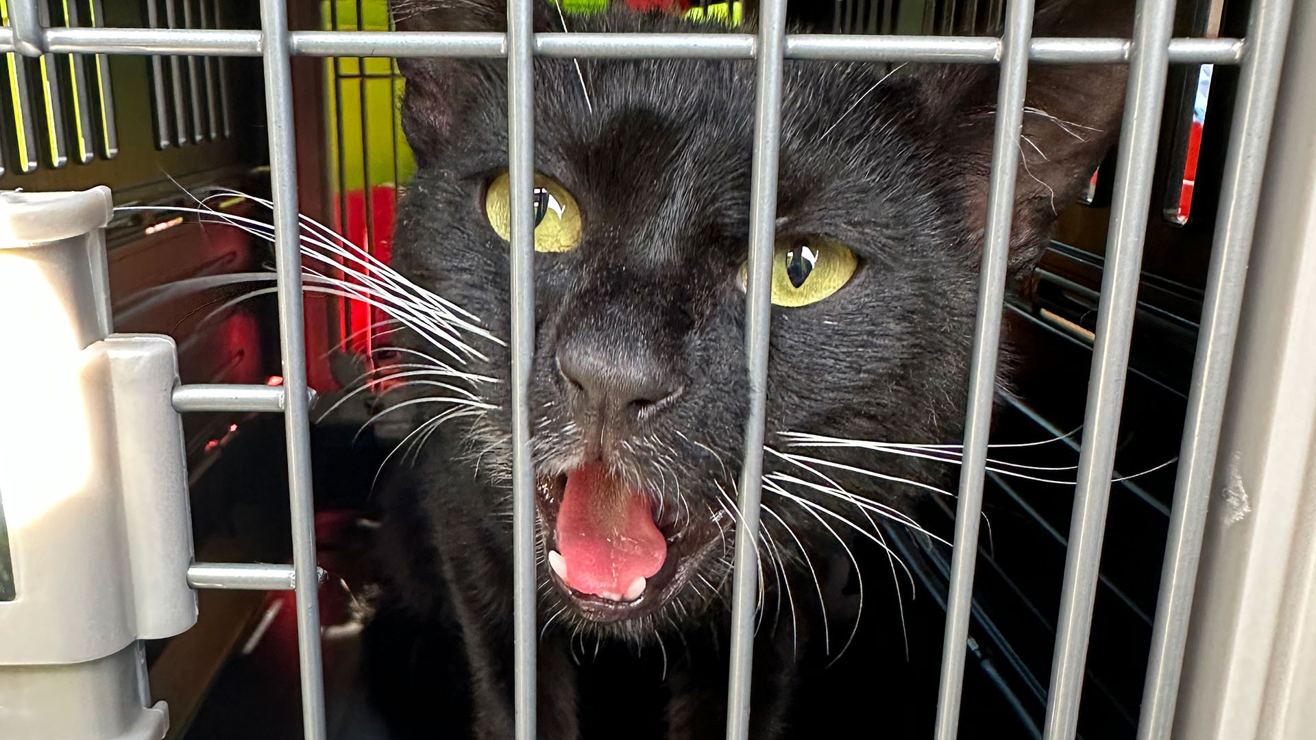 079/24 - FK - Kater irrt in Wohnsiedlung umher 🐈⬛