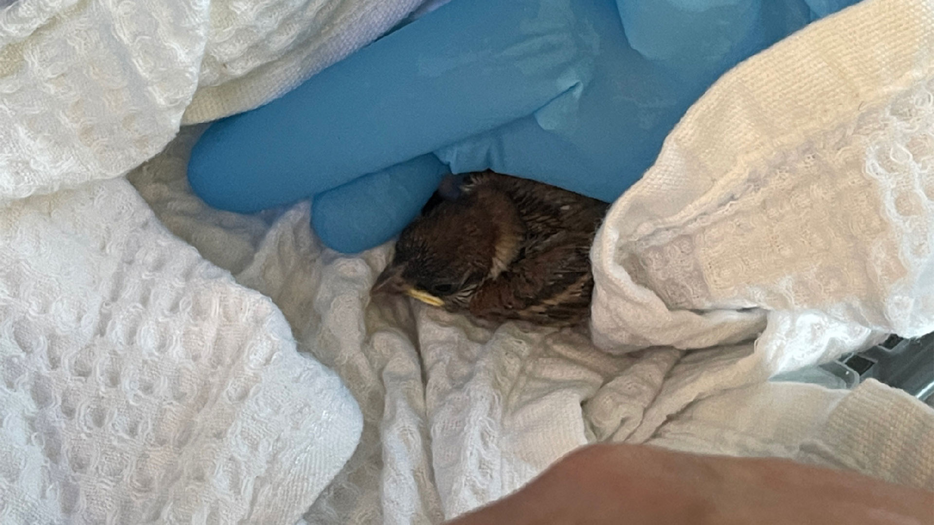 071/24 - WV - Vogel in der Wiese gefunden 🐣
