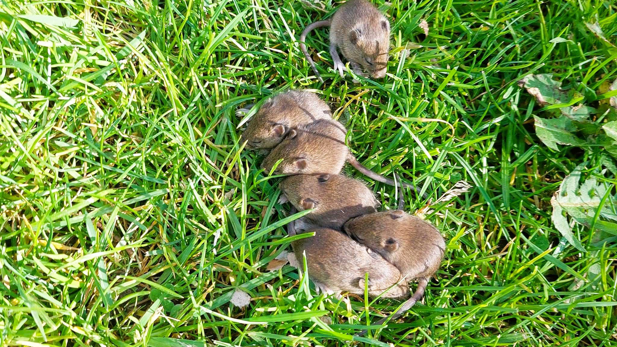 088/24 - WV - Wildmäuse ohne Mutter 🐁