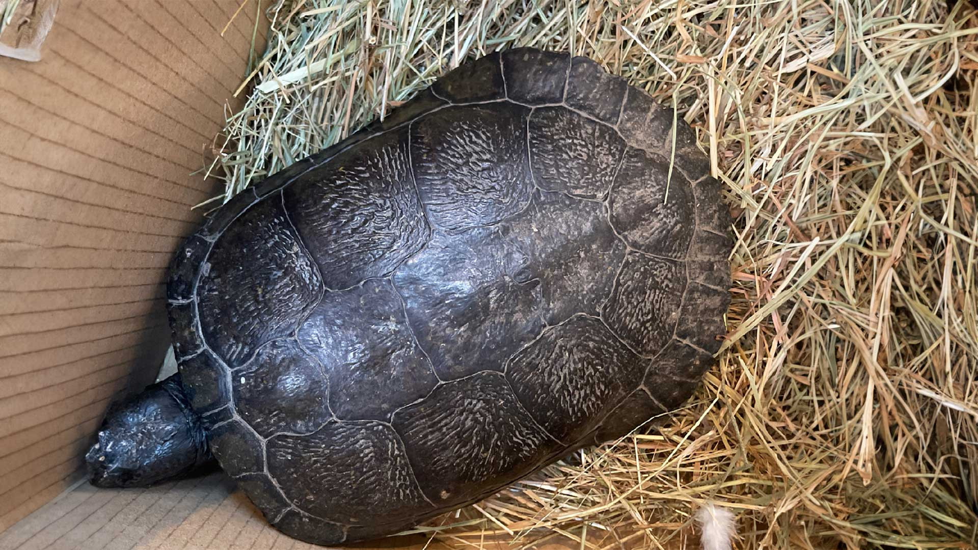 101/24 - WS - Herrenlose Schildkröte auf Straße 🐢