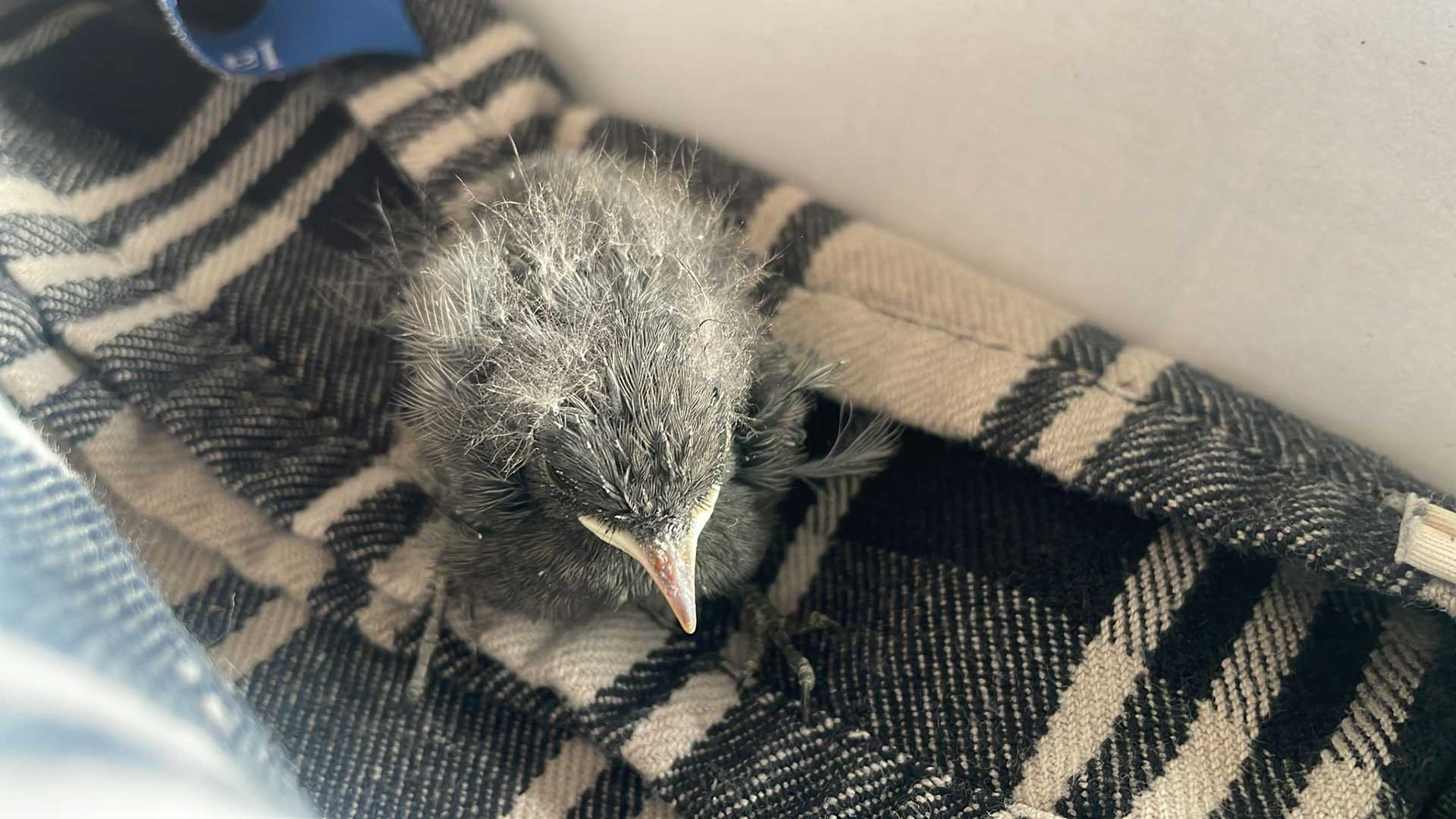 102/24 - W - sorgenreiche Hausrotschwänze 🐦