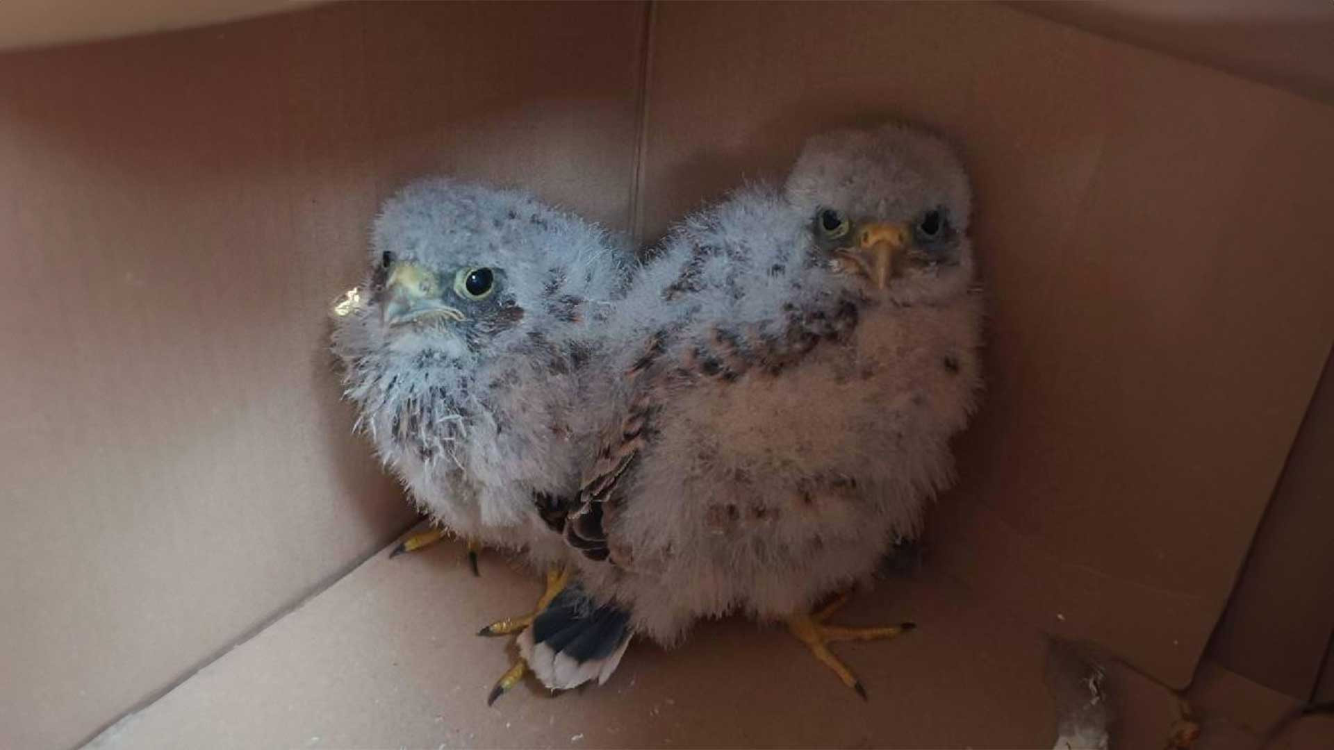 119/24 - WV - zwei Turmfalken über Polizei 🦅🚔