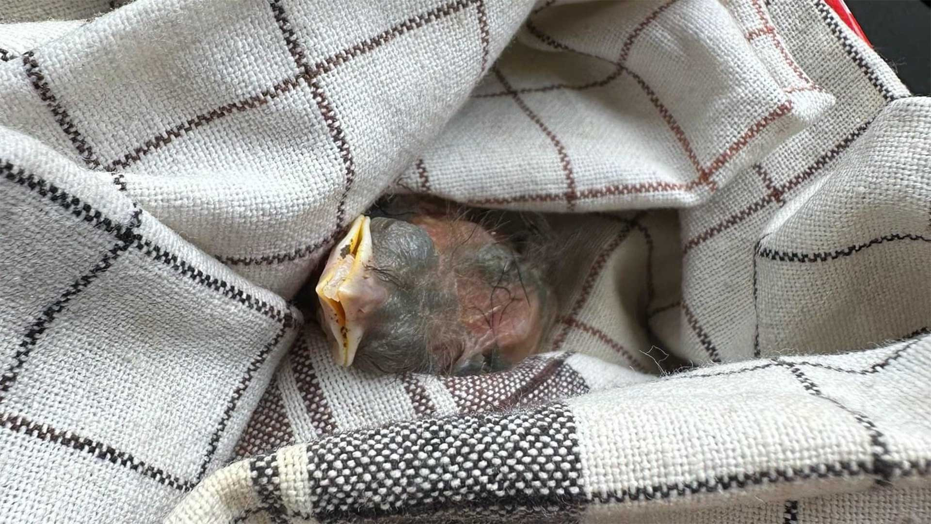 111/24 - W - Küken 🐣