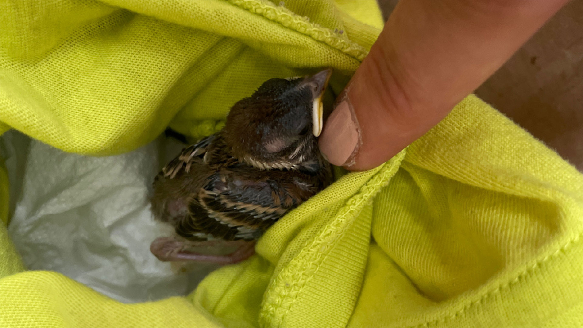 176/24 - W - Vogelküken beim Rasenmähen gefunden