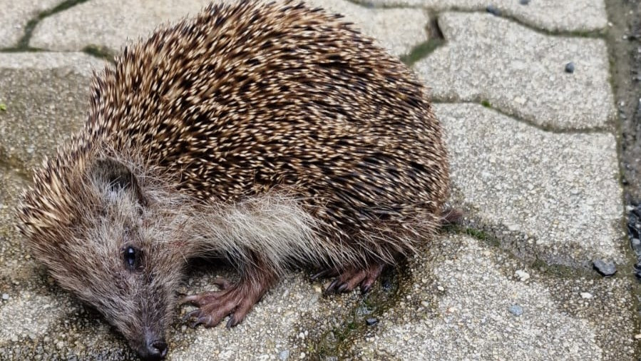 189/24 - WV - Igel 🦔🦔🦔