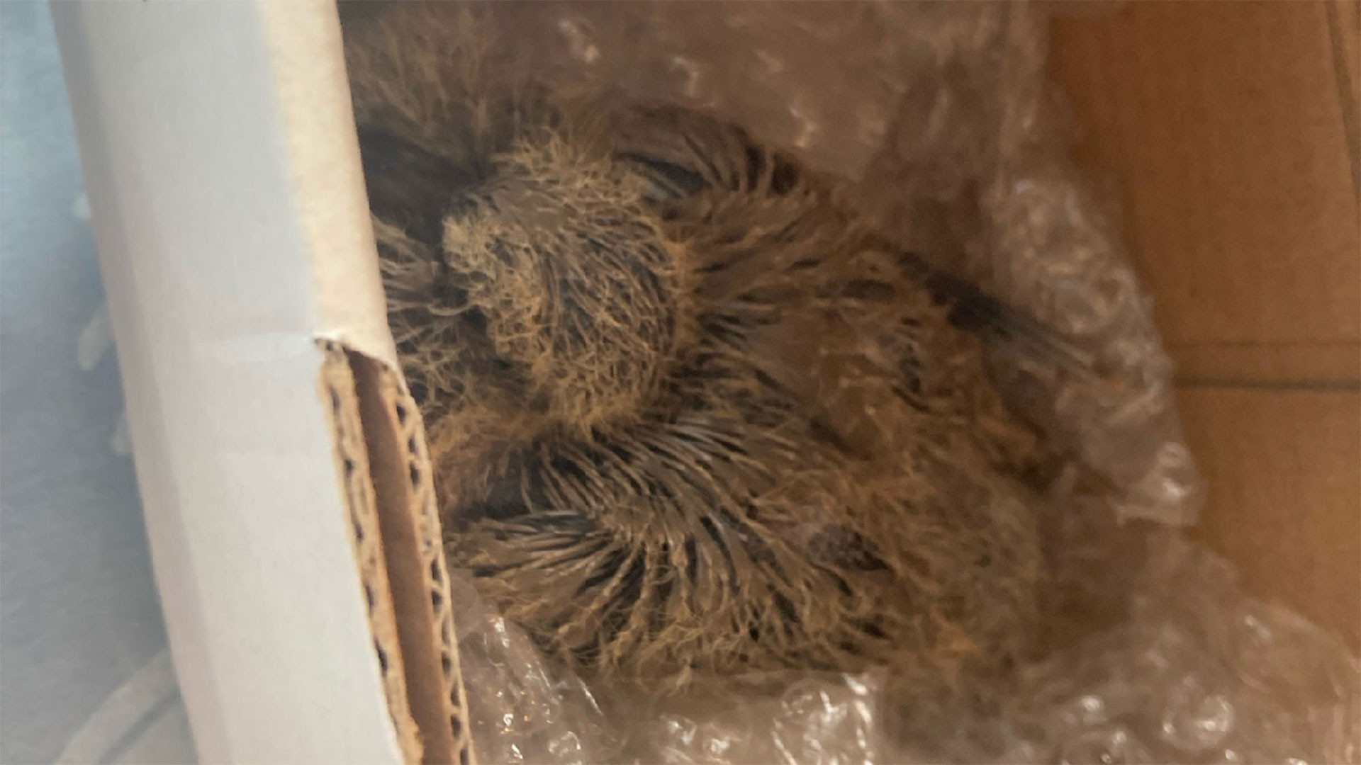 180/24 - WV - Küken aus zerstörtem Nest gerettet