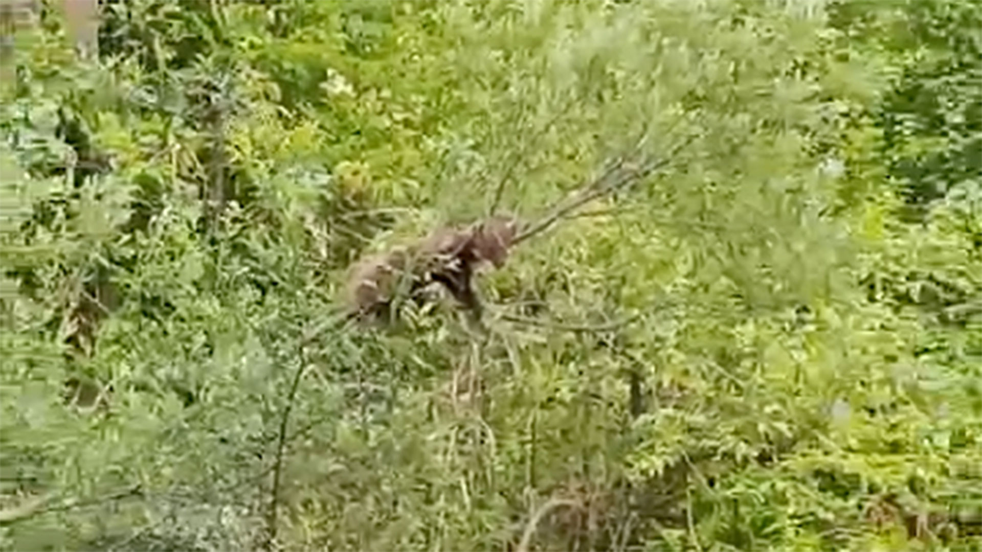 182/24 - W - gestrandeter Baummarder in Thörl 🐾