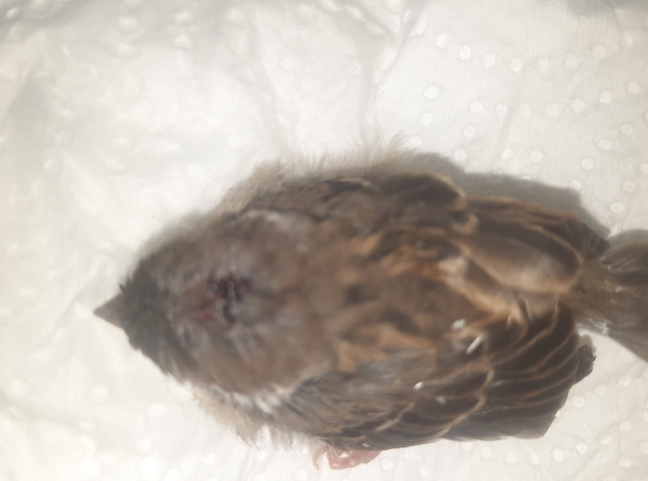 190/24 - WV - verletzter Spatz nach Krähenangriff 🦆🪶🐦