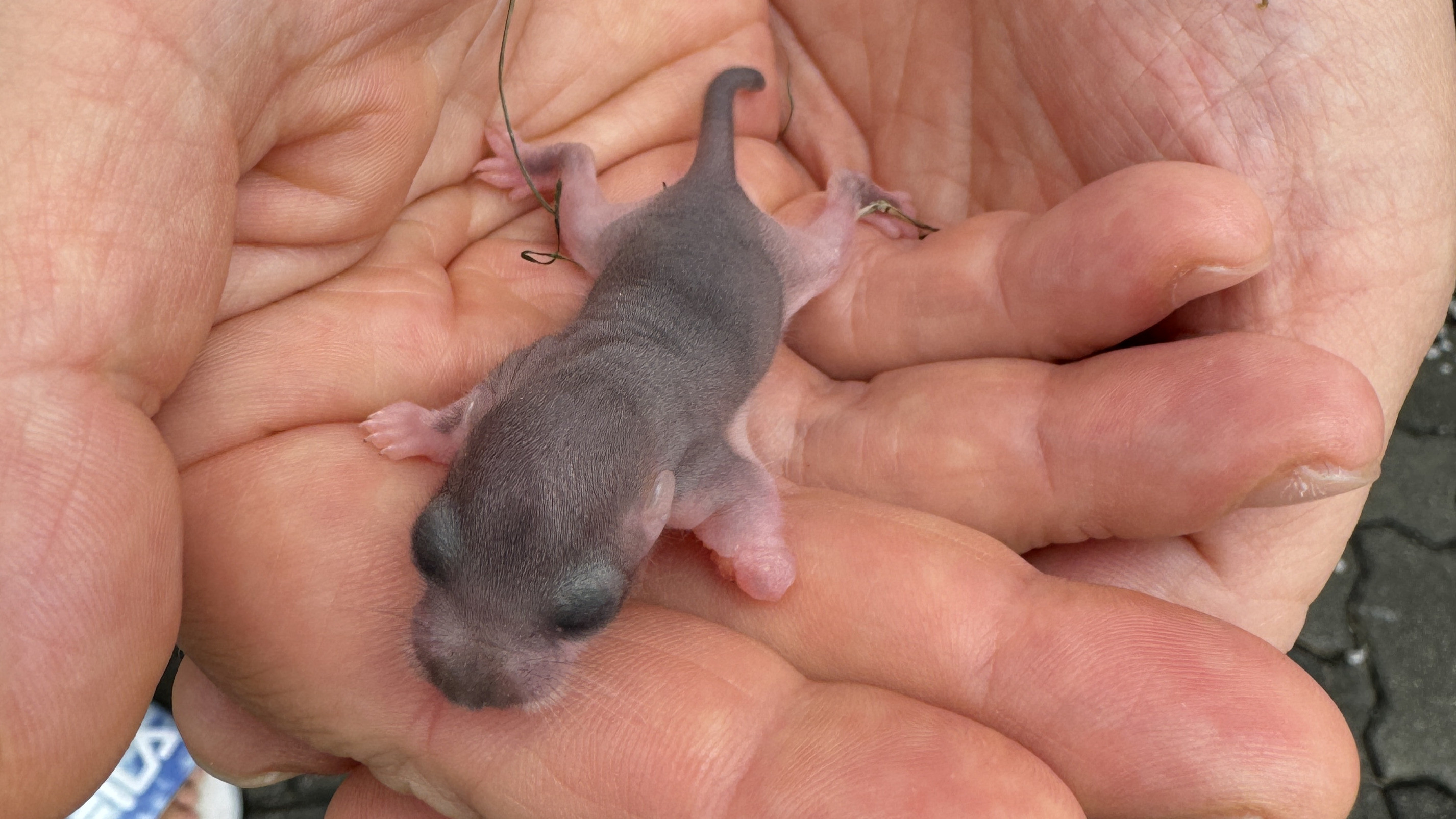 327/24 - WV - Siebenschläferbaby