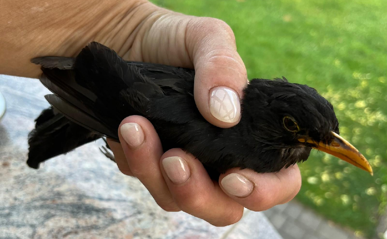335/24 - WV - Vogel mit Flugproblemen