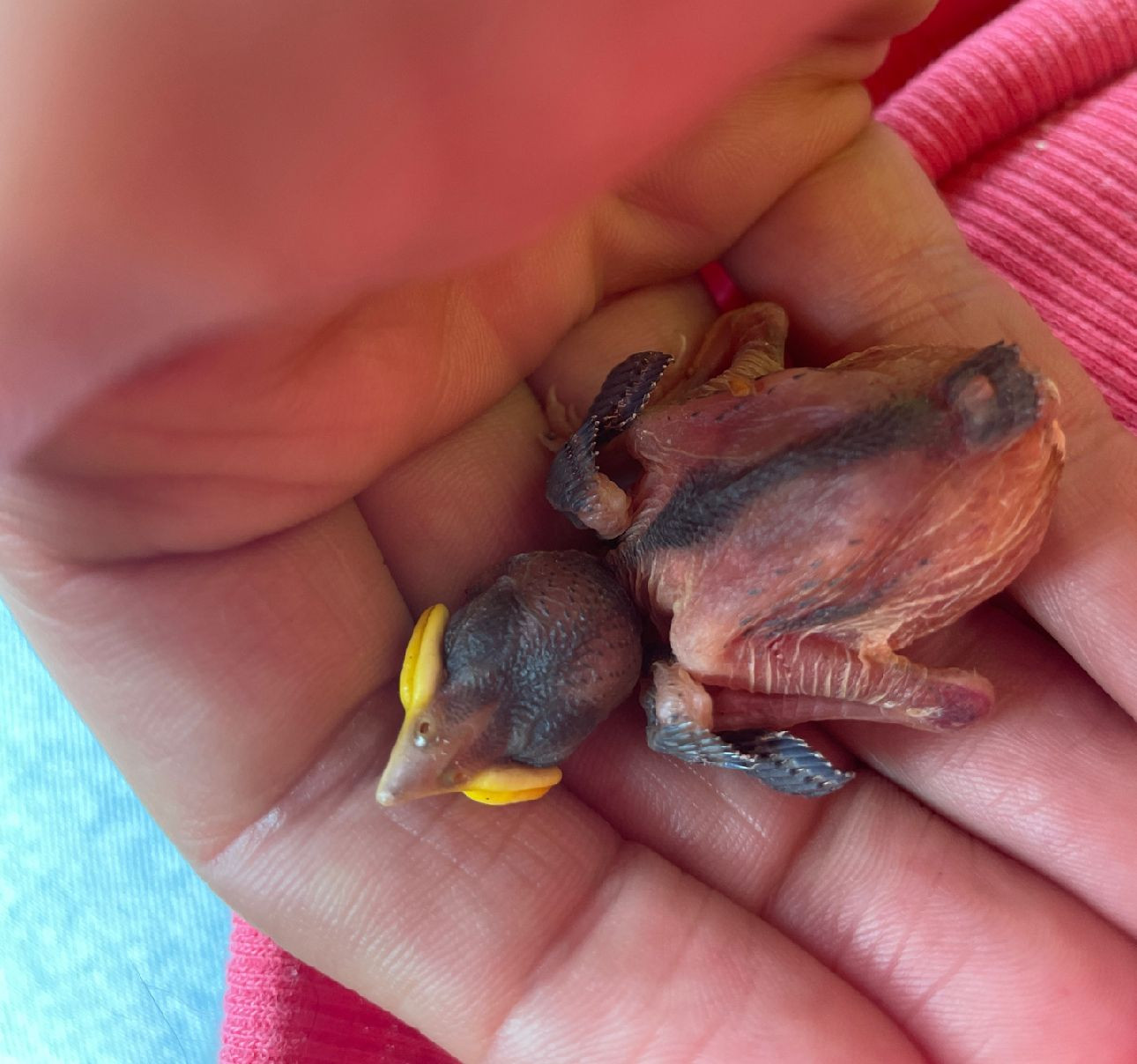 359/24 - W - Kücken aus Nest gefallen