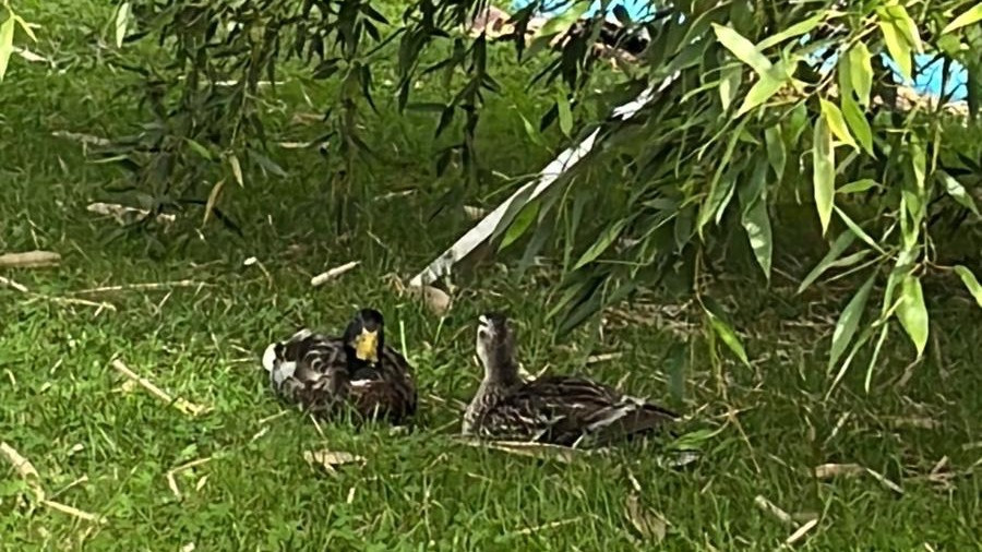 217/24 - WV - Ente mit Beinverletzung