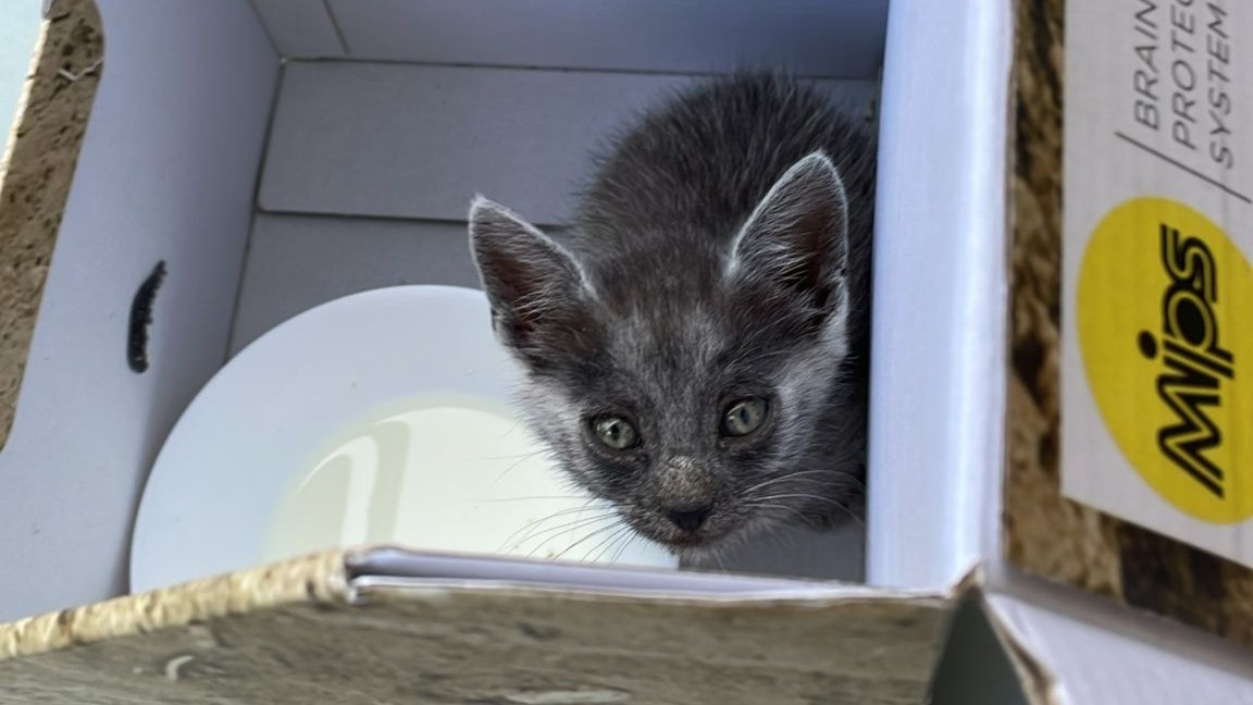 307/24 - FK - einsames Kitten