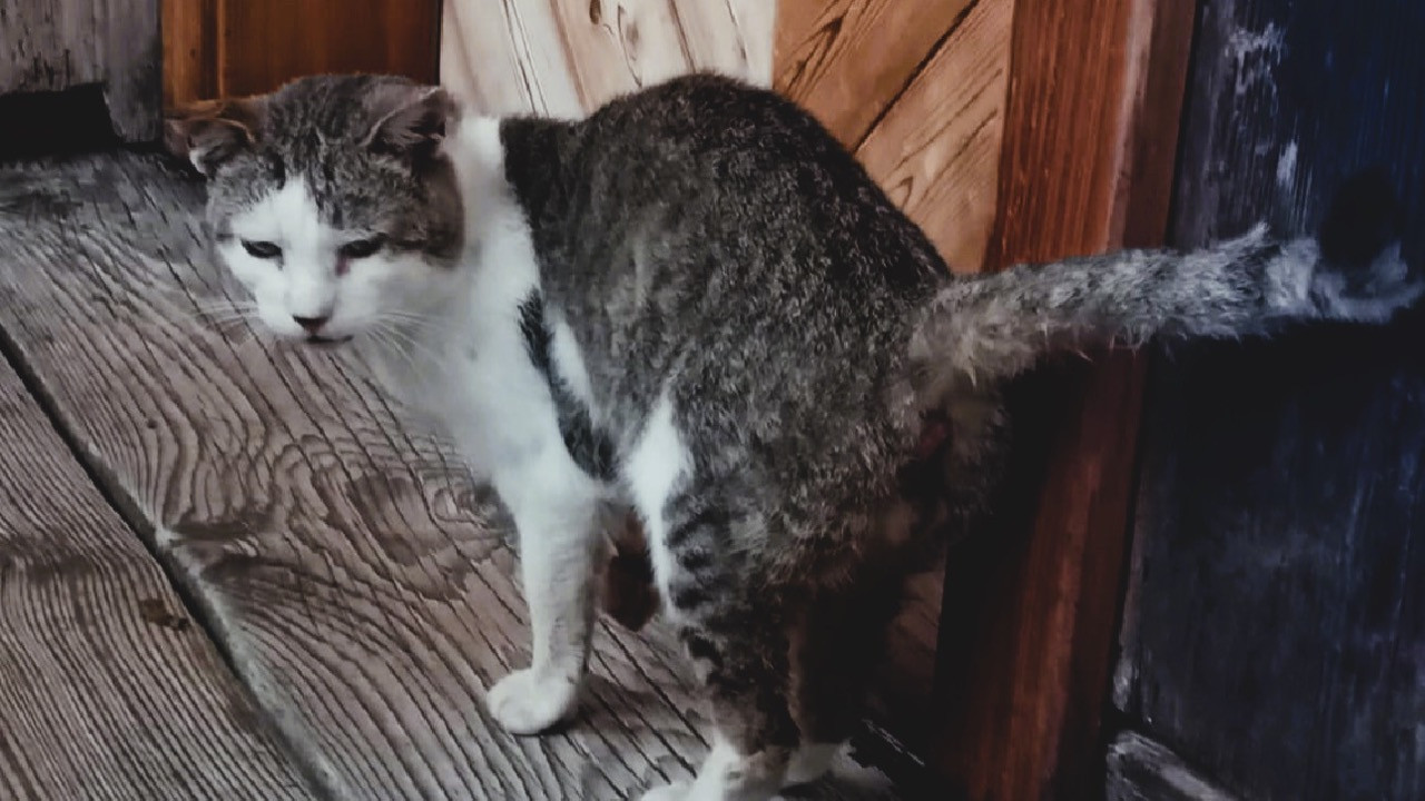 535/24 - FK - Katze in einem schlimmen Allgemeinzustand