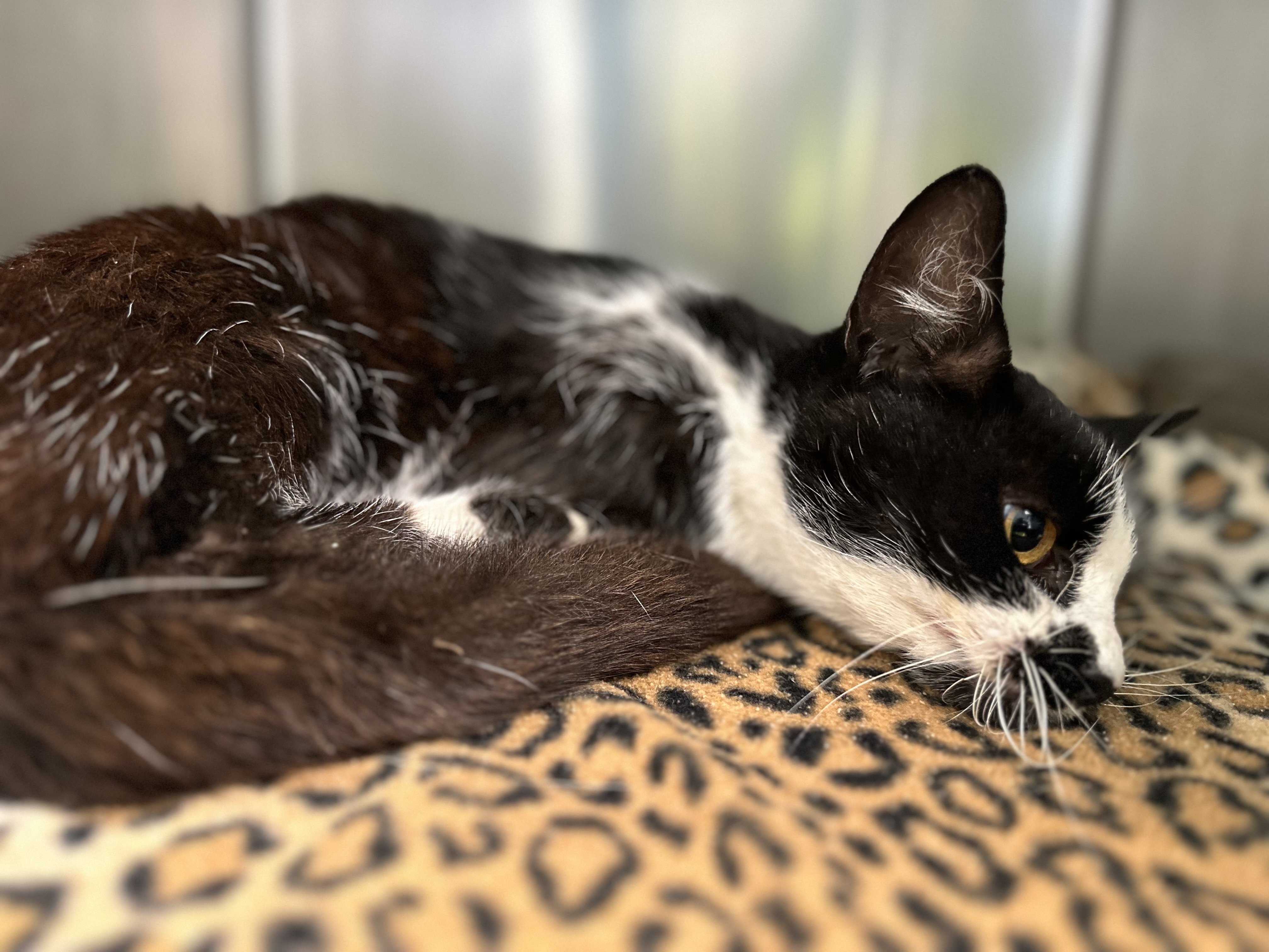 391/24 - FKV - Katze in Seitenlage gefunden