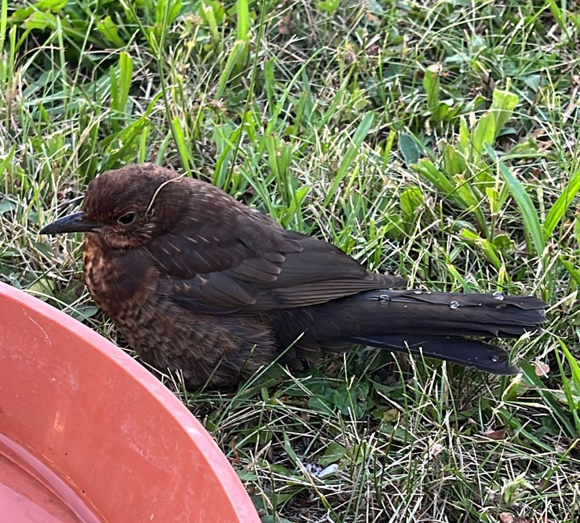 383/24 - W - Amsel